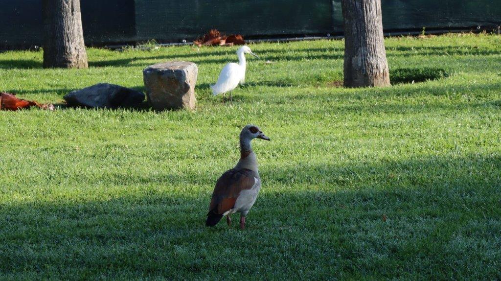 A duck standing on grass

Description automatically generated