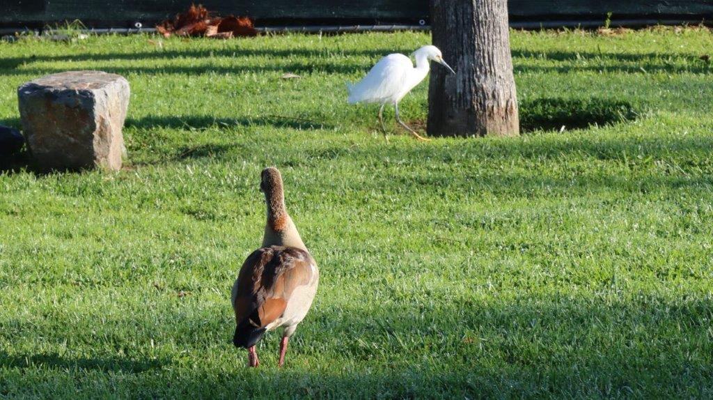 A bird standing on grass

Description automatically generated