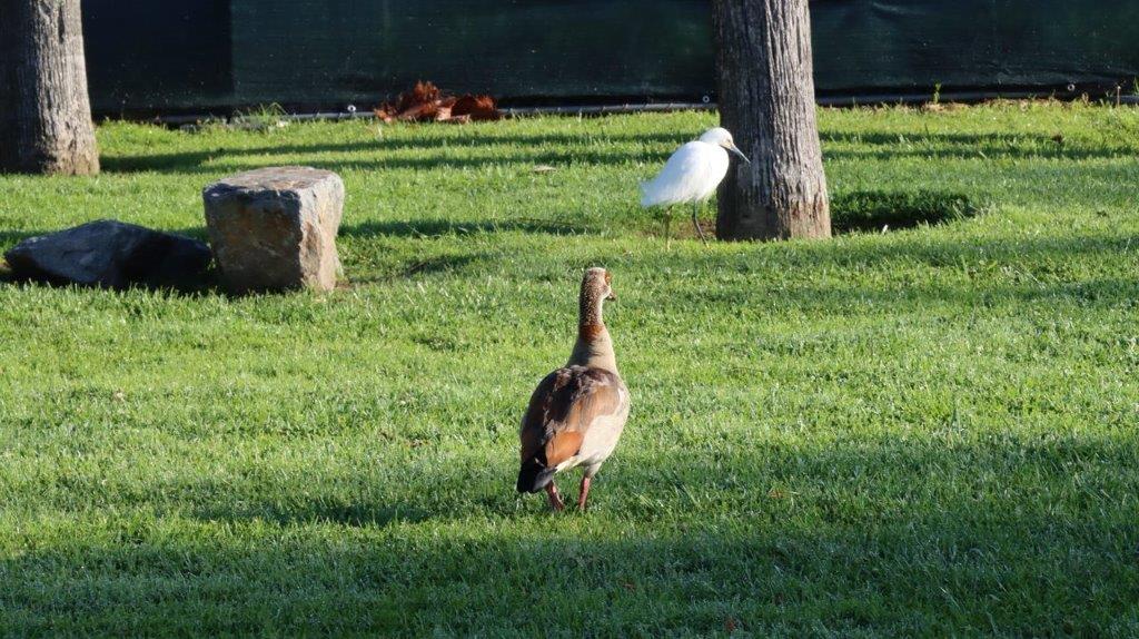 A bird walking on grass

Description automatically generated