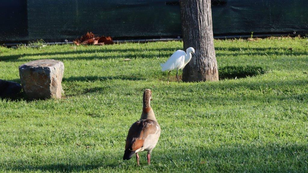 A bird standing on grass next to a tree

Description automatically generated