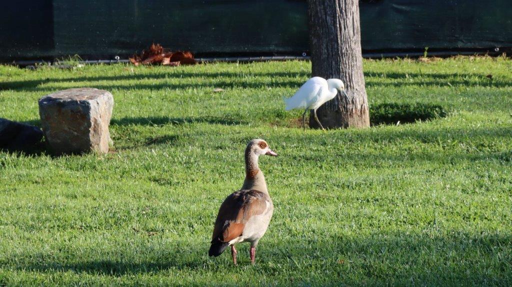 A bird standing on grass

Description automatically generated