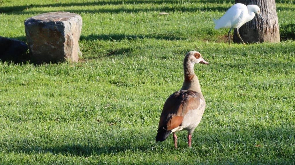 A bird standing in the grass

Description automatically generated