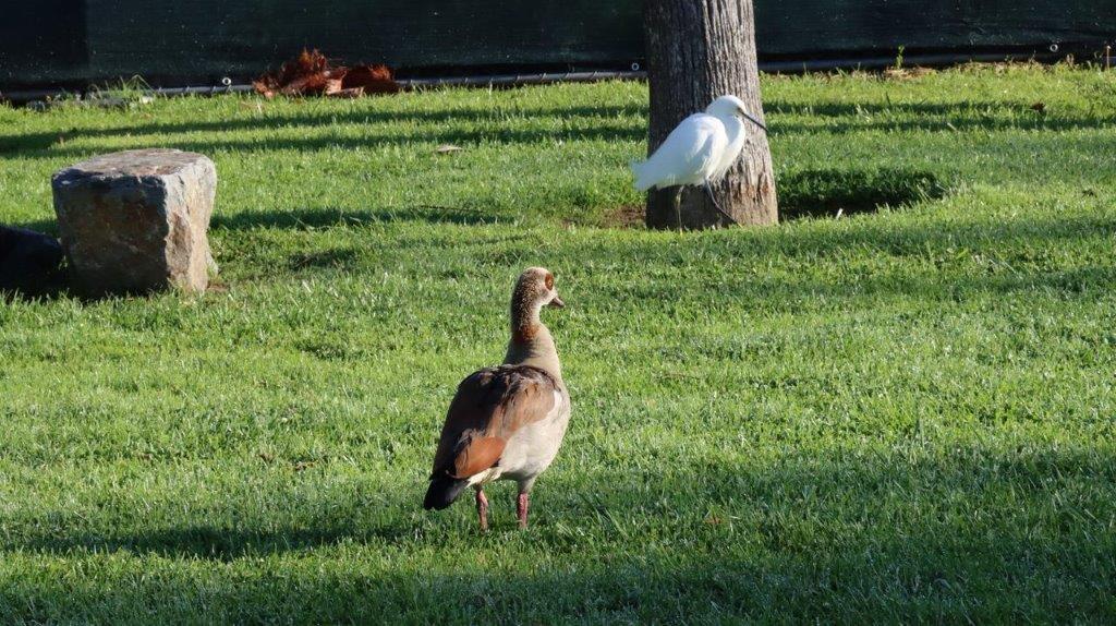 A bird standing in the grass

Description automatically generated