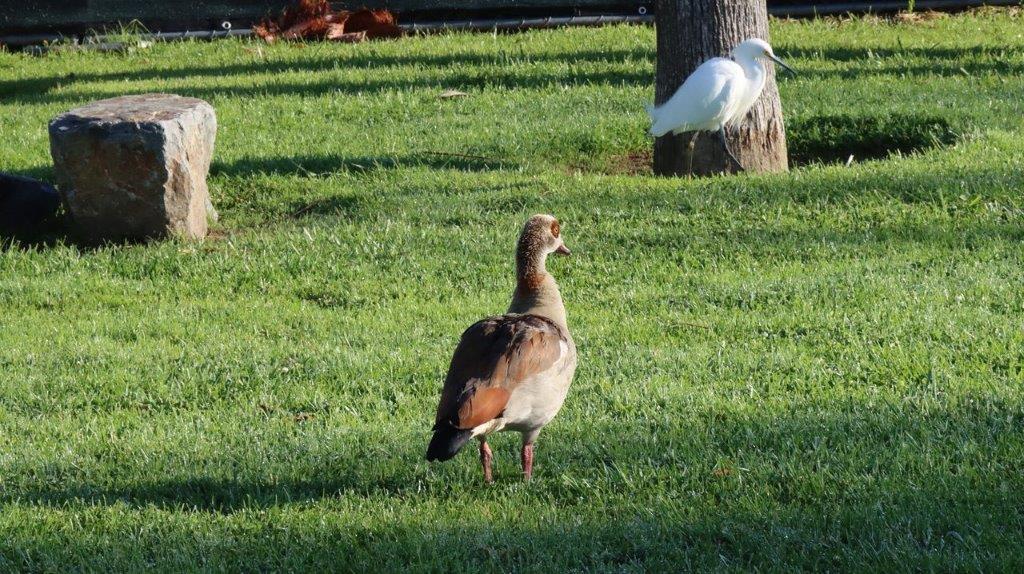A bird standing in grass

Description automatically generated