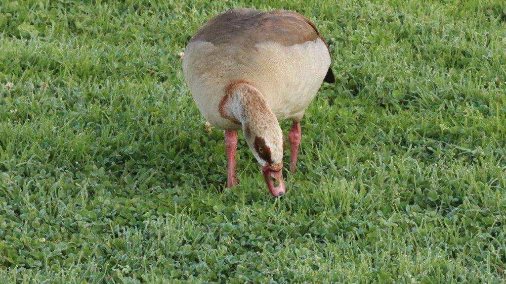 A goose eating grass in the grass

Description automatically generated