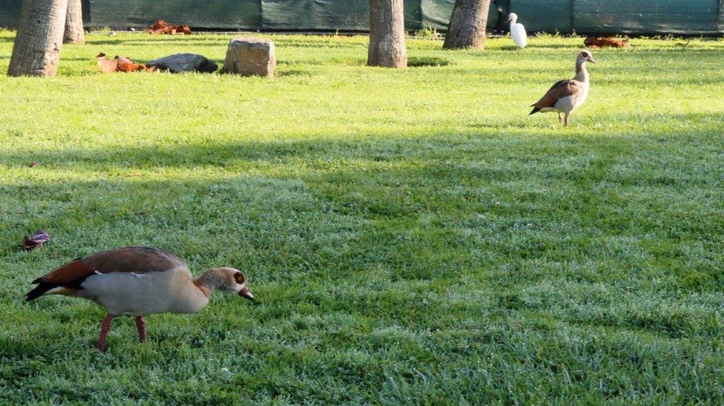 A group of ducks in a grassy area

Description automatically generated