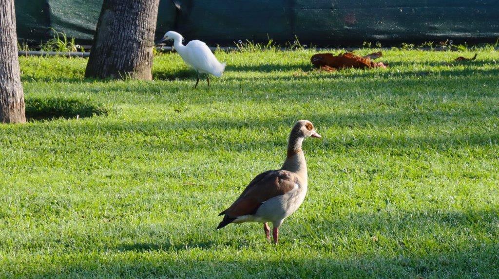 A duck standing on grass

Description automatically generated