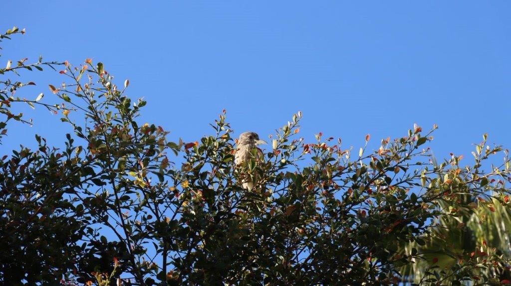 A bird sitting on a tree branch

Description automatically generated