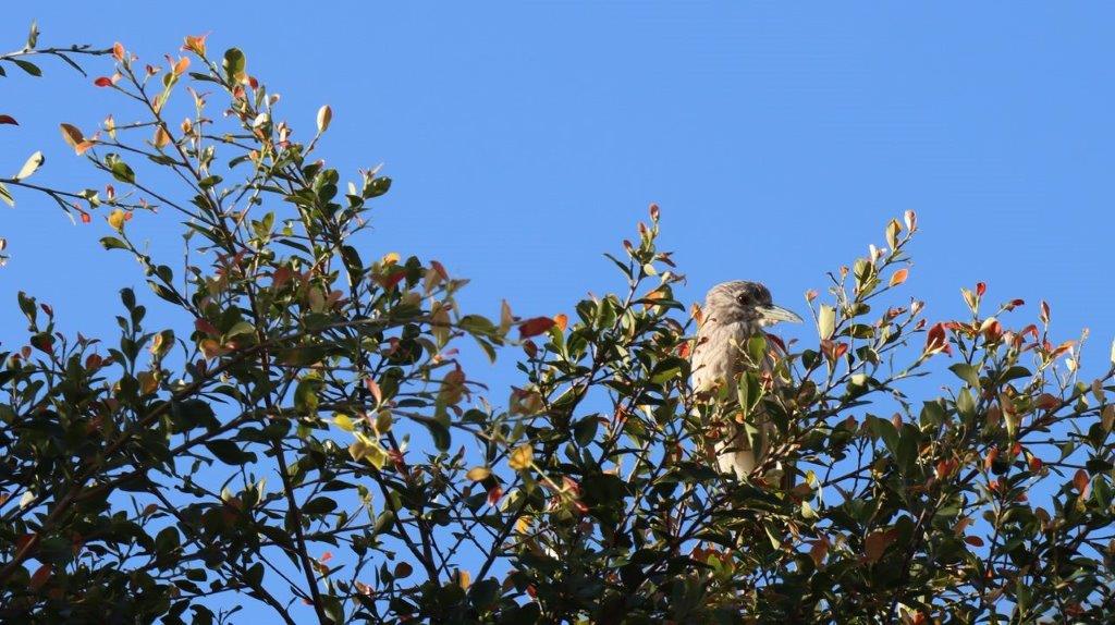 A bird sitting on a tree branch

Description automatically generated