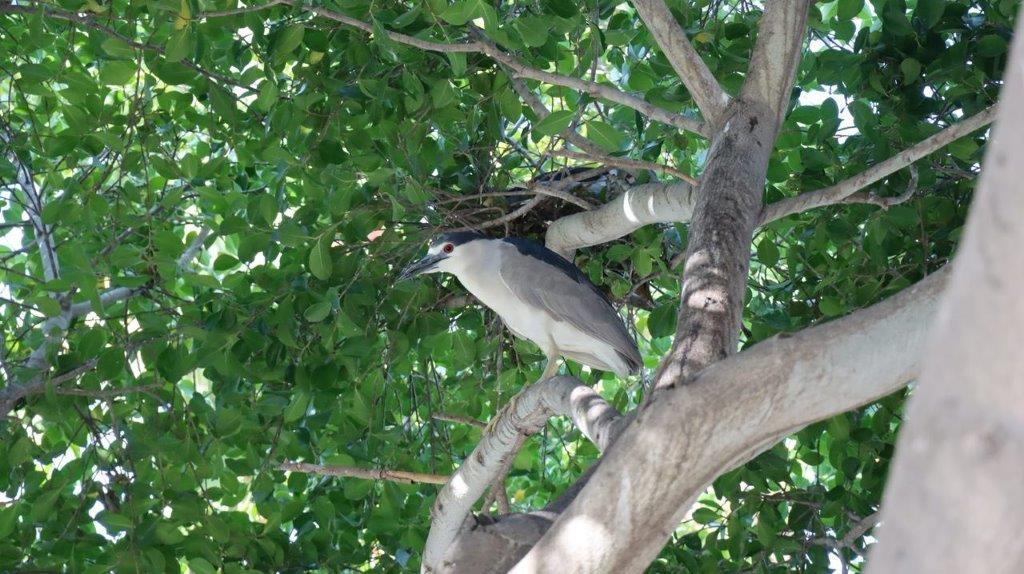 A bird standing in a tree

Description automatically generated