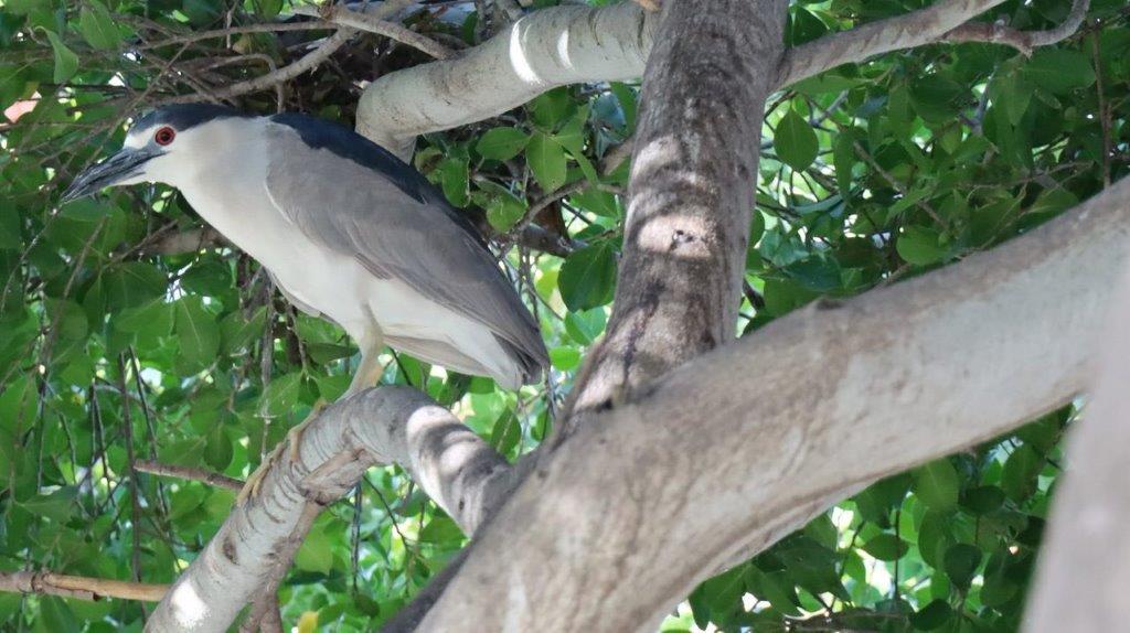 A bird standing on a tree branch

Description automatically generated