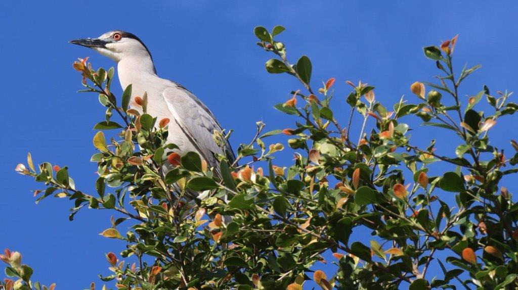 A bird sitting on a tree branch

Description automatically generated