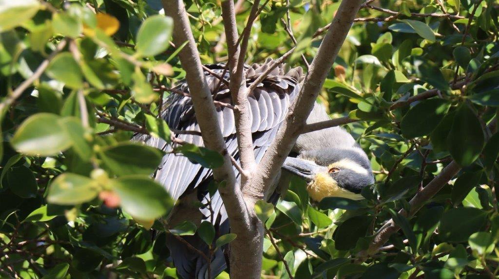 A bird in a tree

Description automatically generated