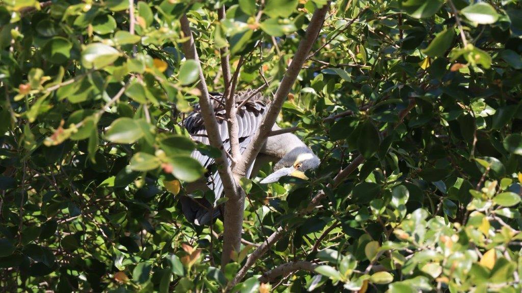 A bird in a tree

Description automatically generated