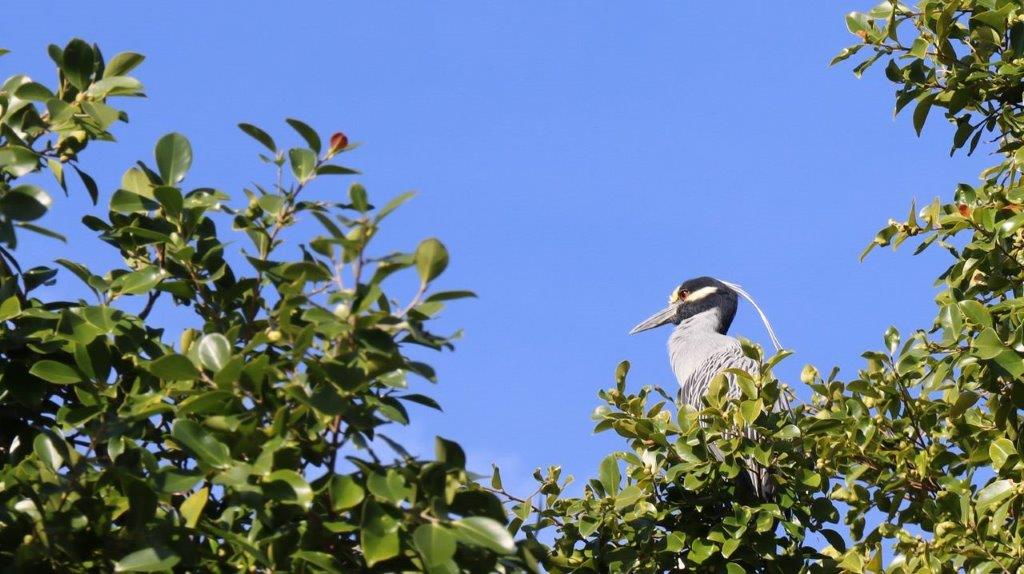 A bird sitting on a tree

Description automatically generated
