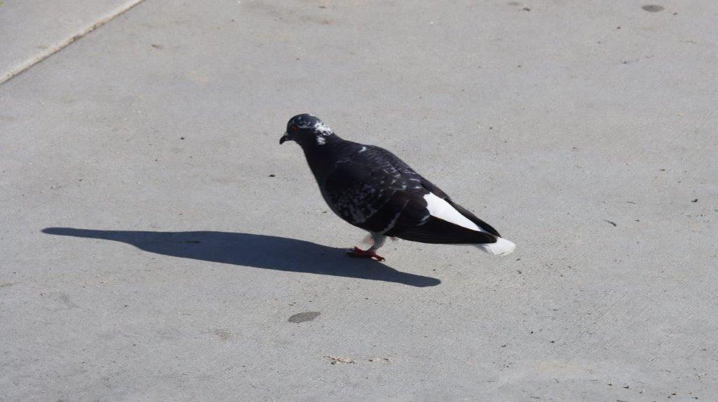 A bird walking on the ground

Description automatically generated