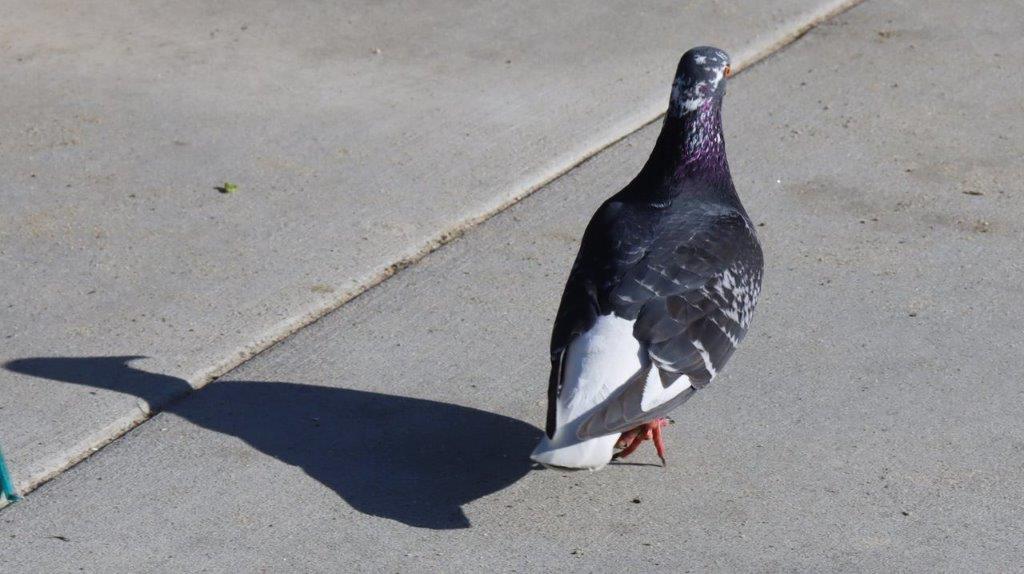 A bird standing on the sidewalk

Description automatically generated