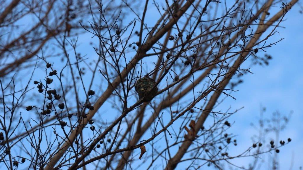A bird on a tree branch

Description automatically generated