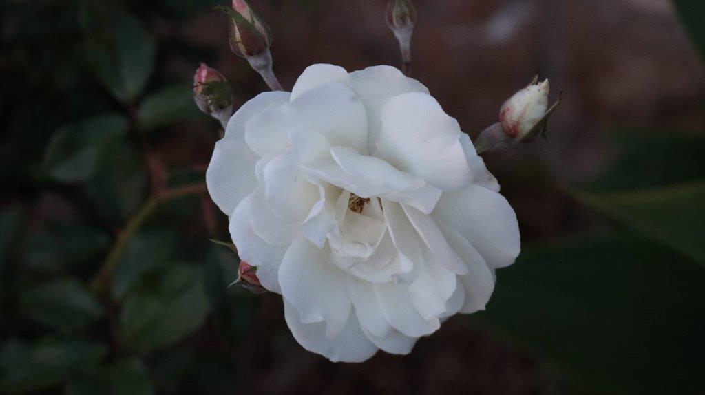 A white flower with buds

Description automatically generated