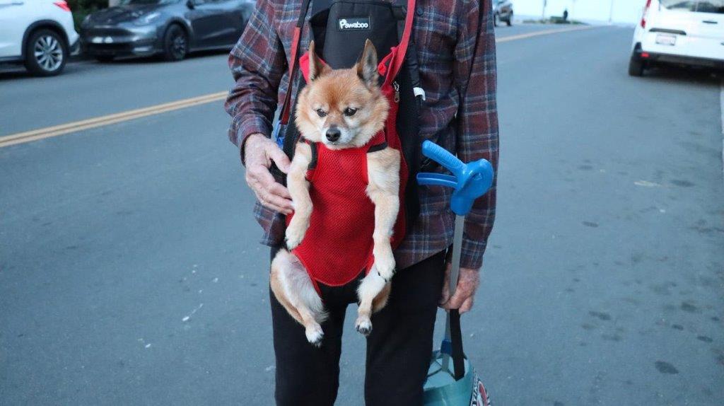 A dog in a harness

Description automatically generated