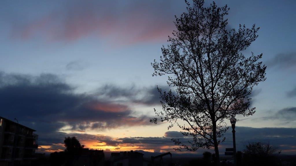 A tree with a sunset behind it

Description automatically generated