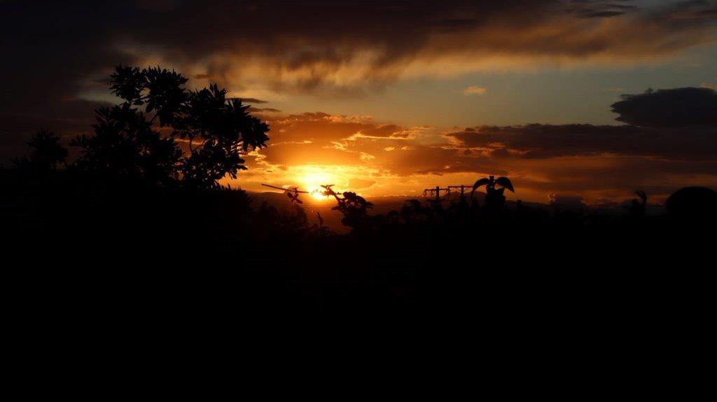 A sunset over a forest

Description automatically generated