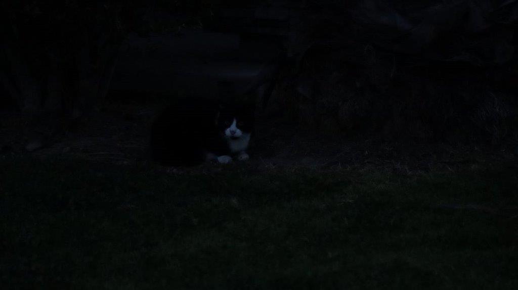 A cat lying in the grass

Description automatically generated