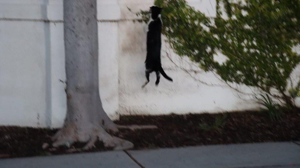 A cat from a tree

Description automatically generated