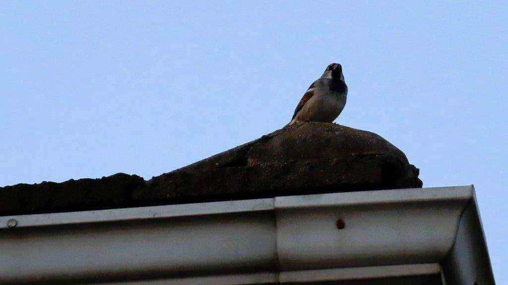 A bird on a roof

Description automatically generated