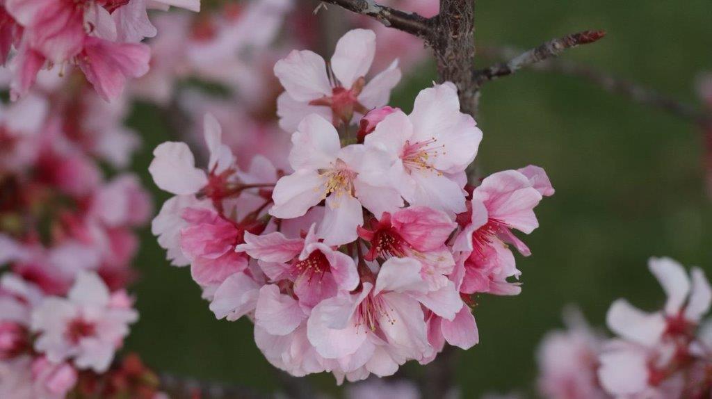 A close up of a flower

Description automatically generated