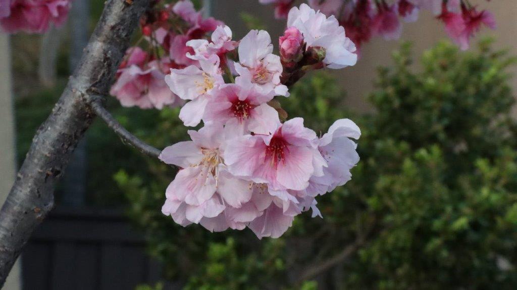 A close-up of a pink flower

Description automatically generated