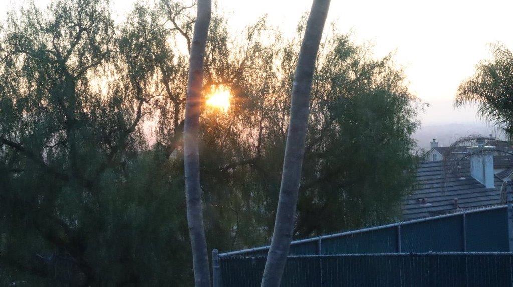 A sun setting behind trees

Description automatically generated