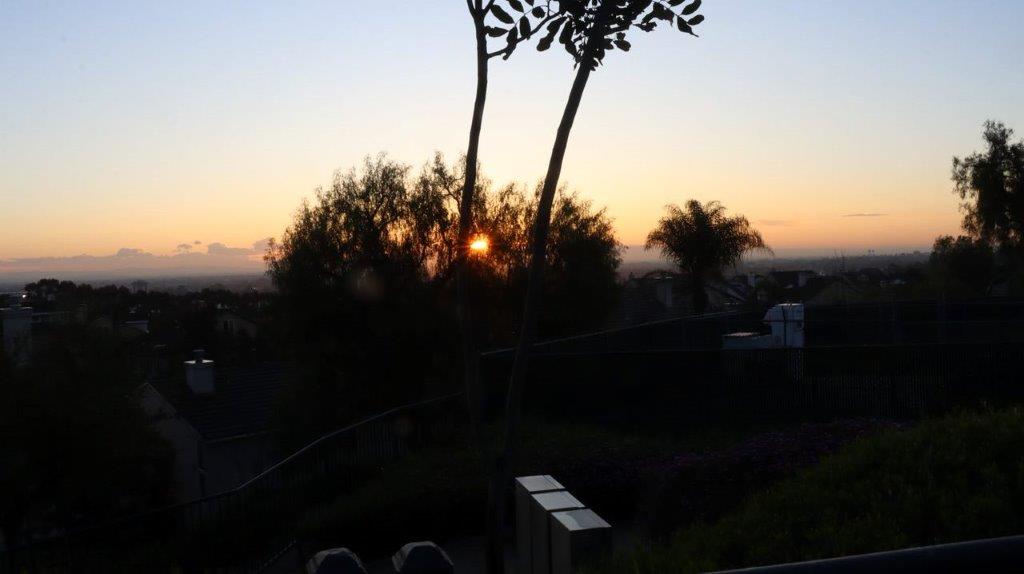 A sunset behind a tree

Description automatically generated
