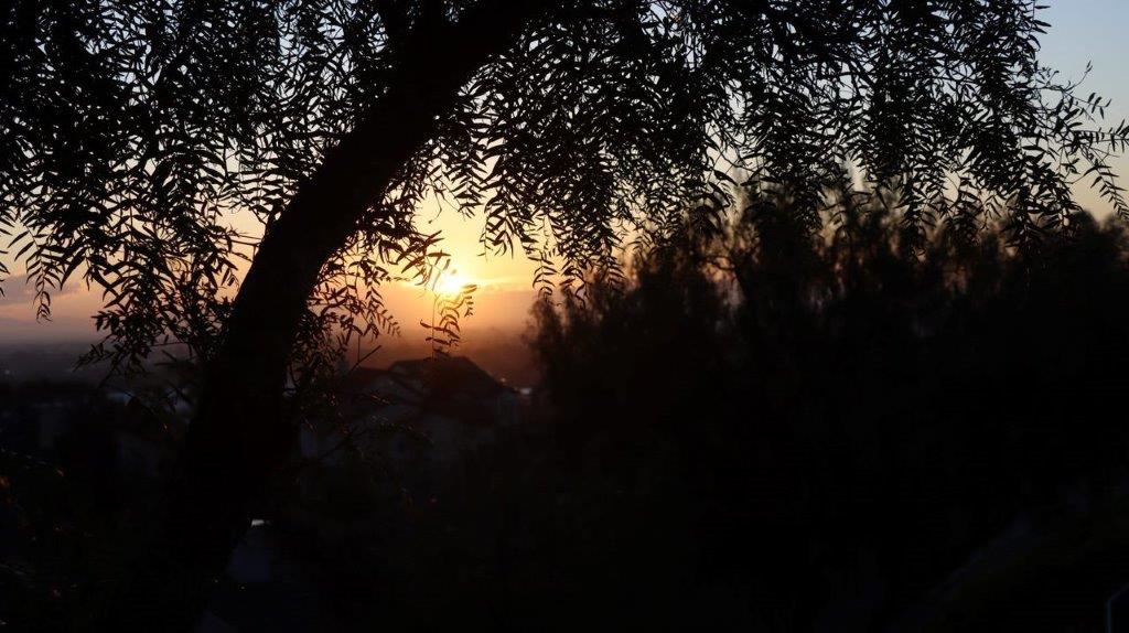 A tree with a sunset behind it

Description automatically generated