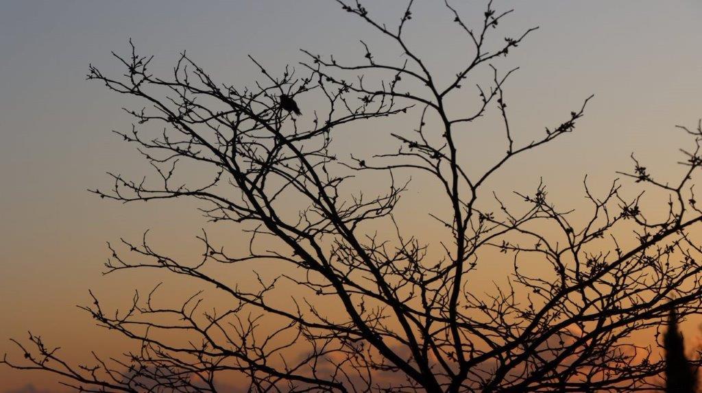 A tree with no leaves

Description automatically generated