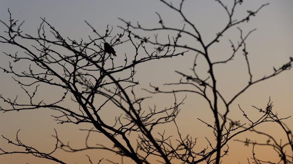 A bird on a tree branch

Description automatically generated