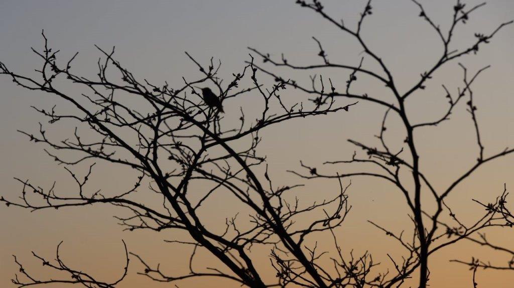 A bird perched on a tree branch

Description automatically generated