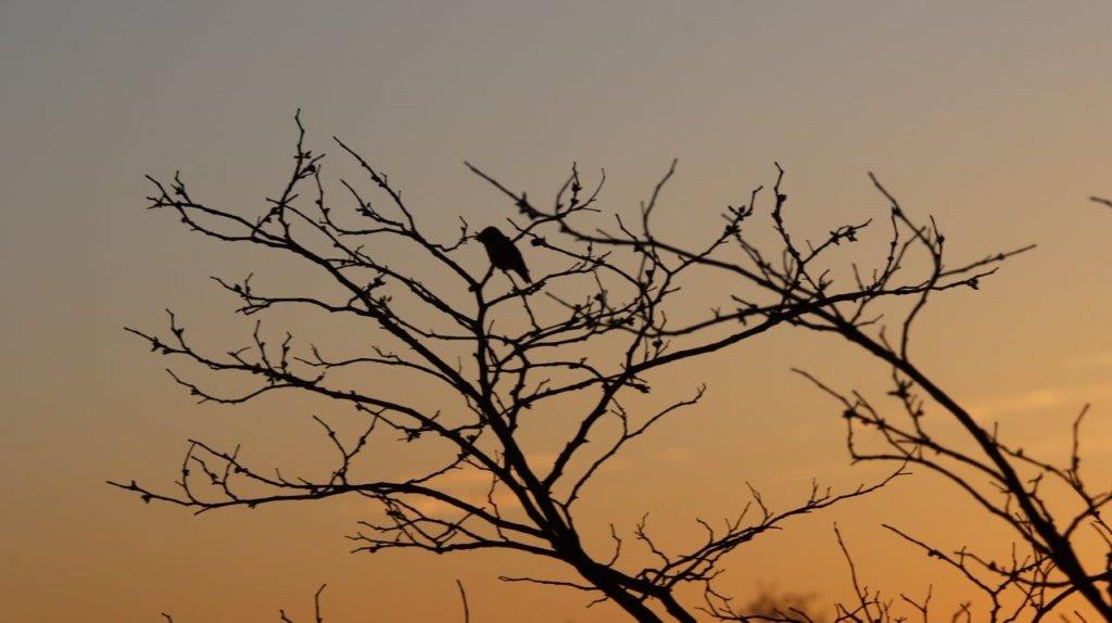 A bird sitting on a tree branch

Description automatically generated