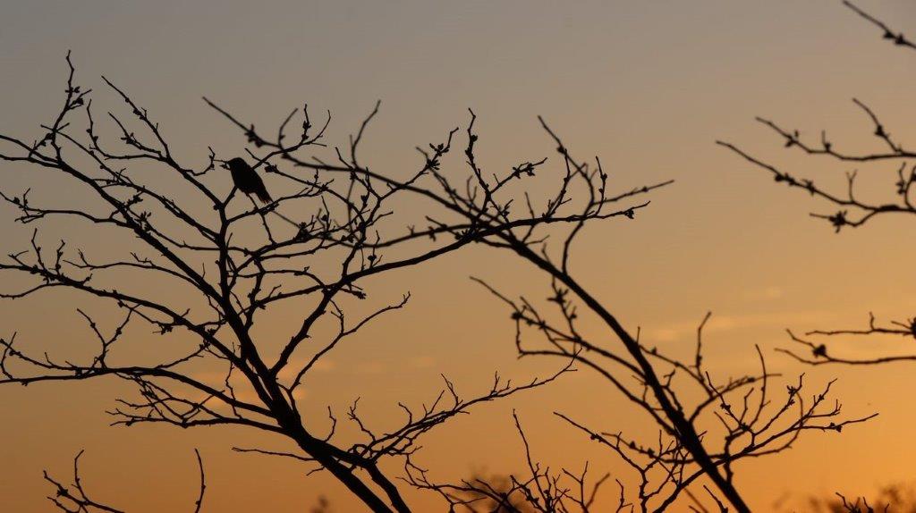 A bird on a tree branch

Description automatically generated