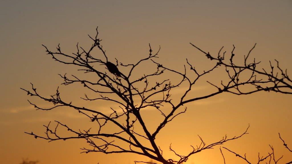 A tree with a bird on it

Description automatically generated
