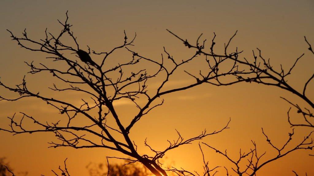 A tree branch with a bird on it

Description automatically generated