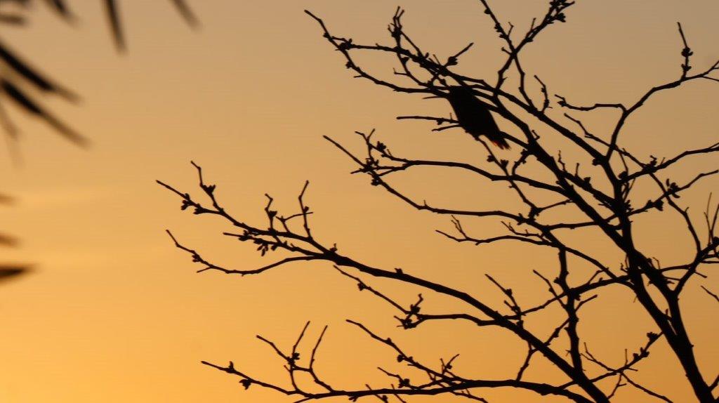 A bird perched on a tree branch

Description automatically generated