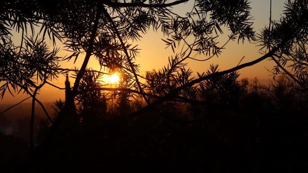 A sunset behind trees

Description automatically generated