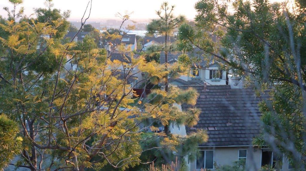 A tree and houses in the background

Description automatically generated