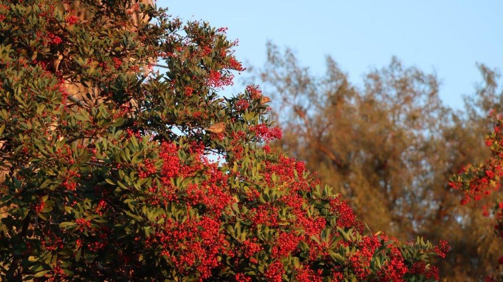 A tree with red berries

Description automatically generated