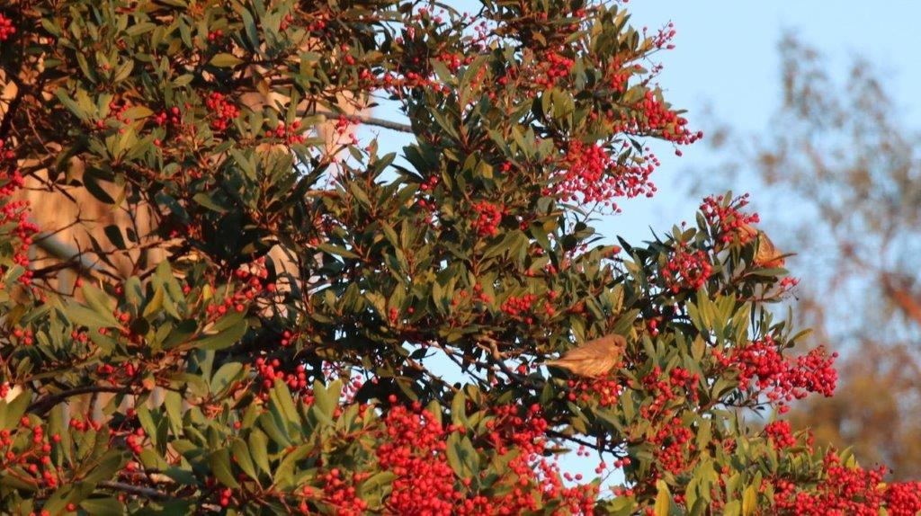 A tree with red berries

Description automatically generated