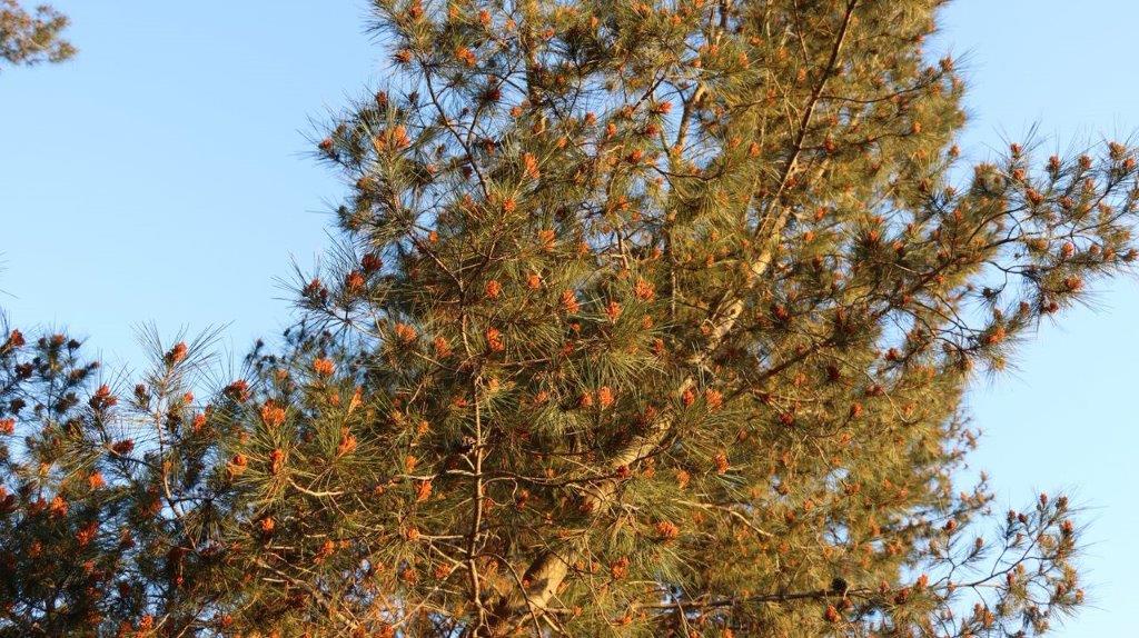 A close-up of a tree

Description automatically generated