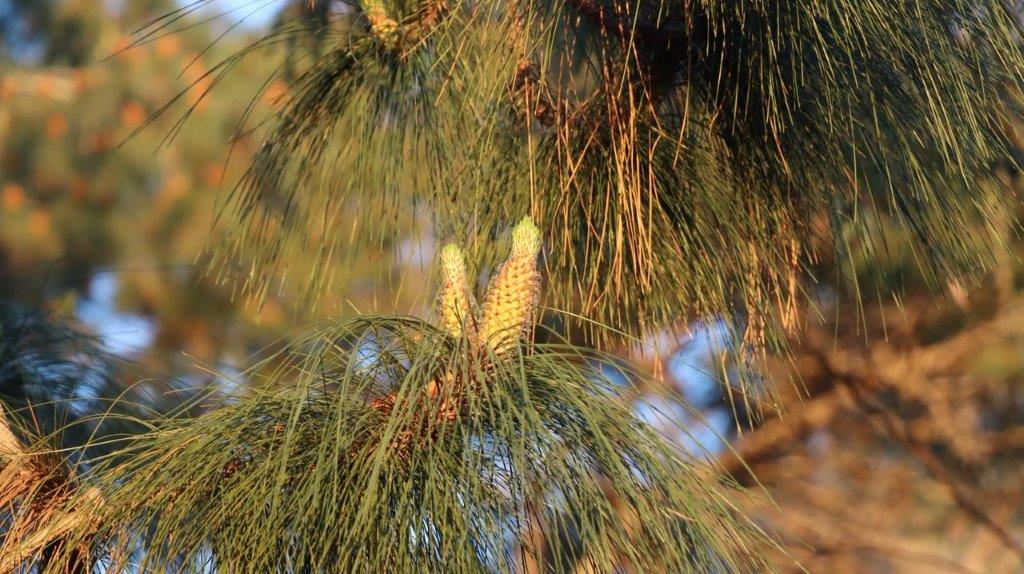 A pine tree with pine cones

Description automatically generated