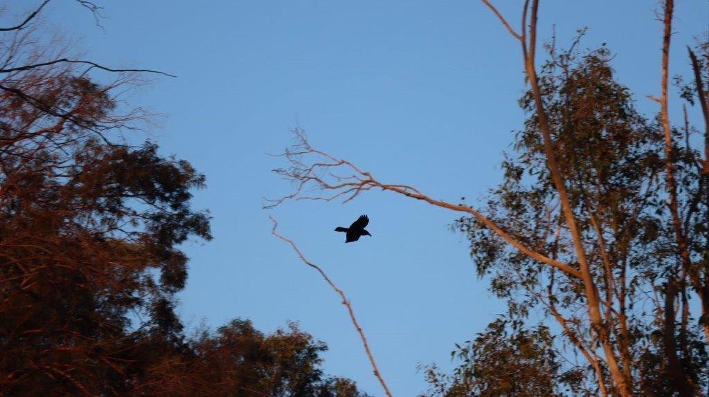 A bird flying in the sky

Description automatically generated