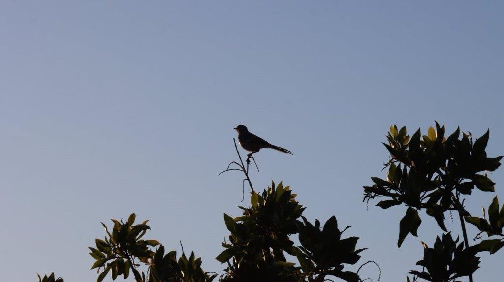 A bird perched on a branch

Description automatically generated